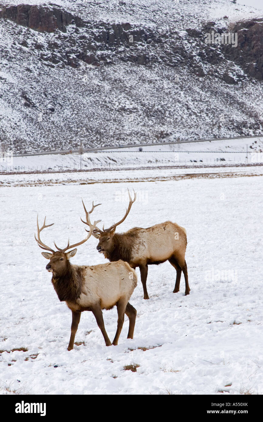 National elk refuge jackson hole hires stock photography and images