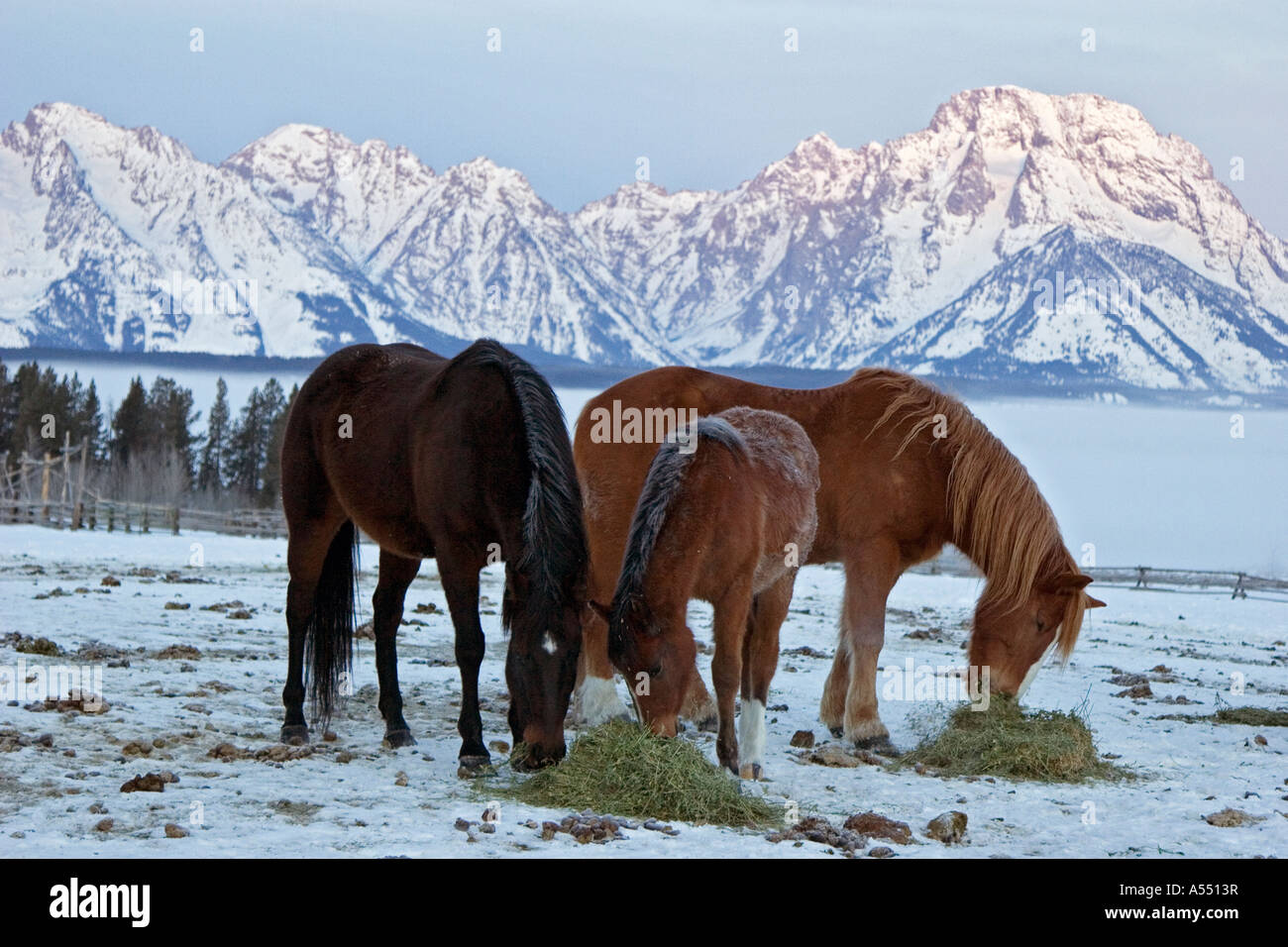 Triangle X Ranch in Grand Teton National Park Stock Photo Alamy
