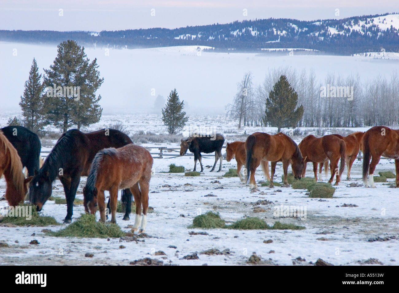 Triangle X Ranch in Grand Teton National Park Stock Photo Alamy