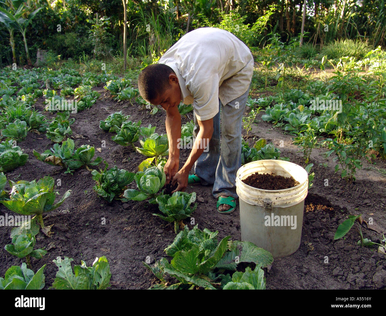 Painet ip2317 nicaragua boy adding organic compost cabbage plants jalapa country developing nation less economically Stock Photo