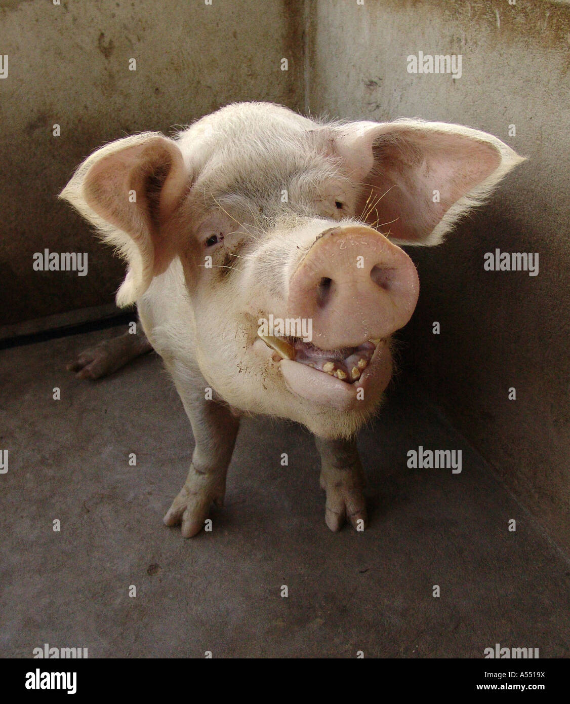 Painet ip2325 nicaragua pig jalapa country developing nation less economically developed culture emerging market minority Stock Photo