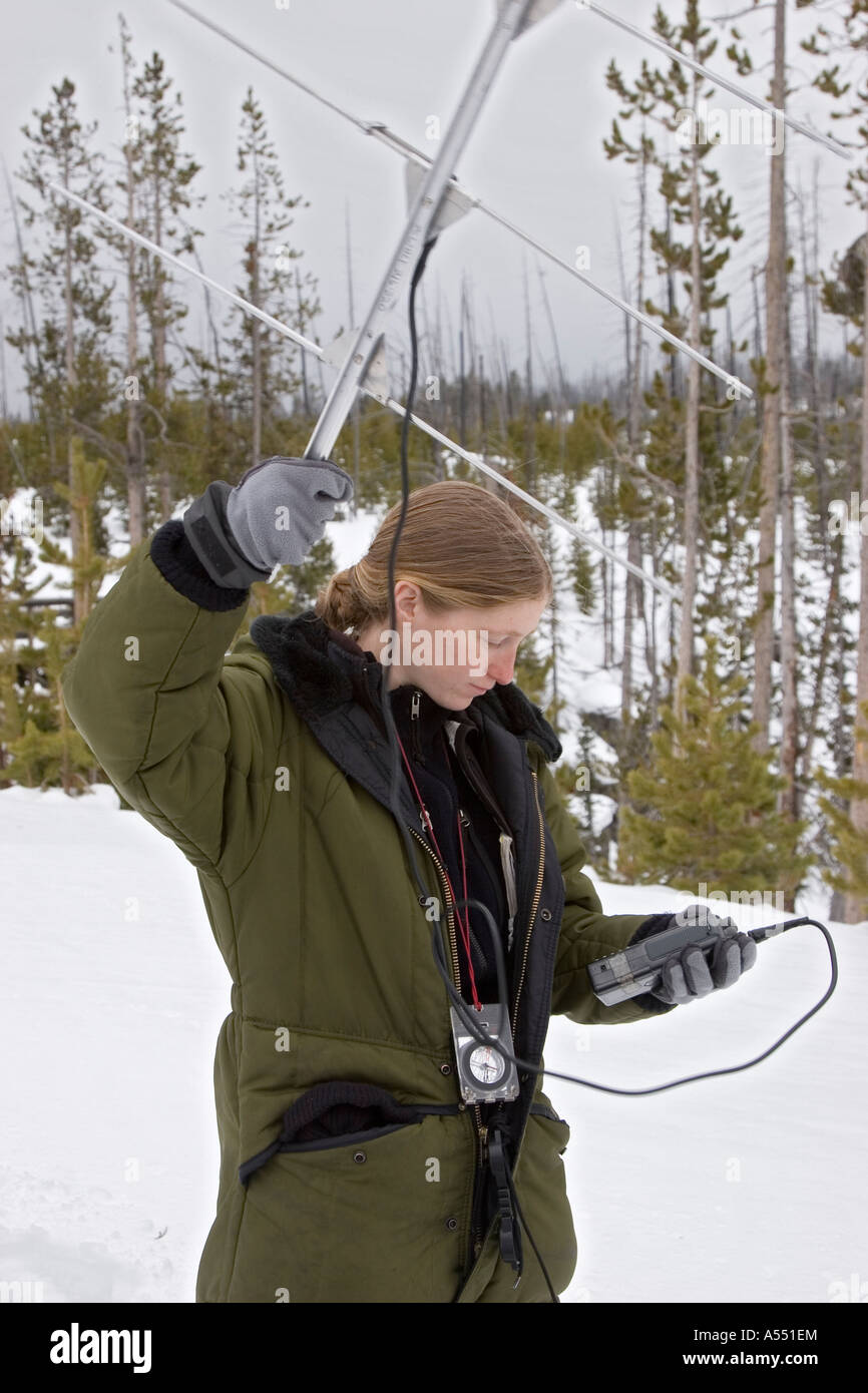 Researcher Searches for Radio Collared Wolves Stock Photo