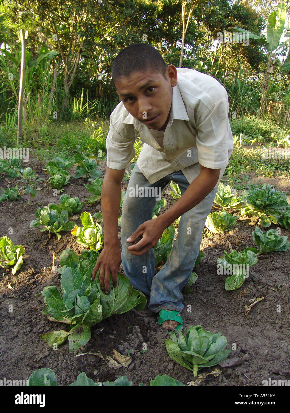 Painet ip2354 nicaragua boy adding organic compost cabbage plants jalapa country developing nation less economically Stock Photo