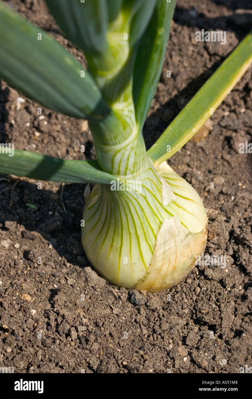 An onion growing in rich soil Stock Photo Alamy