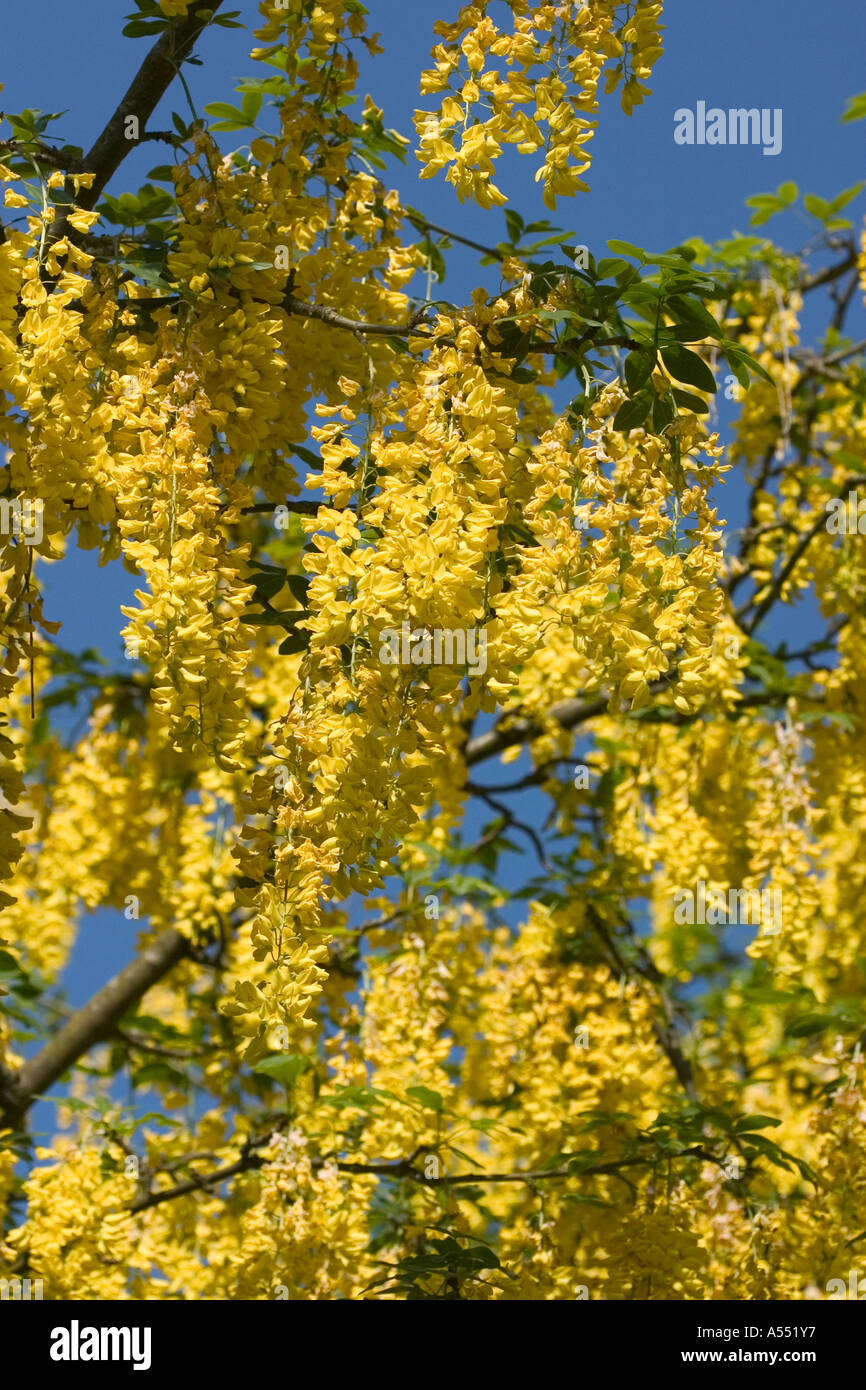 The popular tree, laburnum with a mass of dense yellow  flowers. Stock Photo