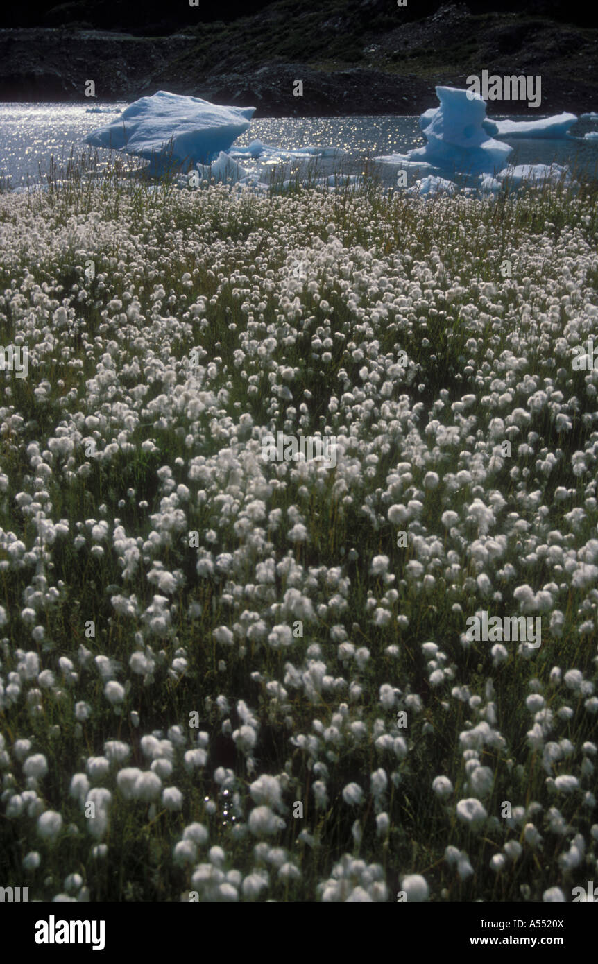 Cottongrass and Arctic lake with icebergs from Tustumena glacier, Kenai national Wildlife refuge, Alaska Stock Photo