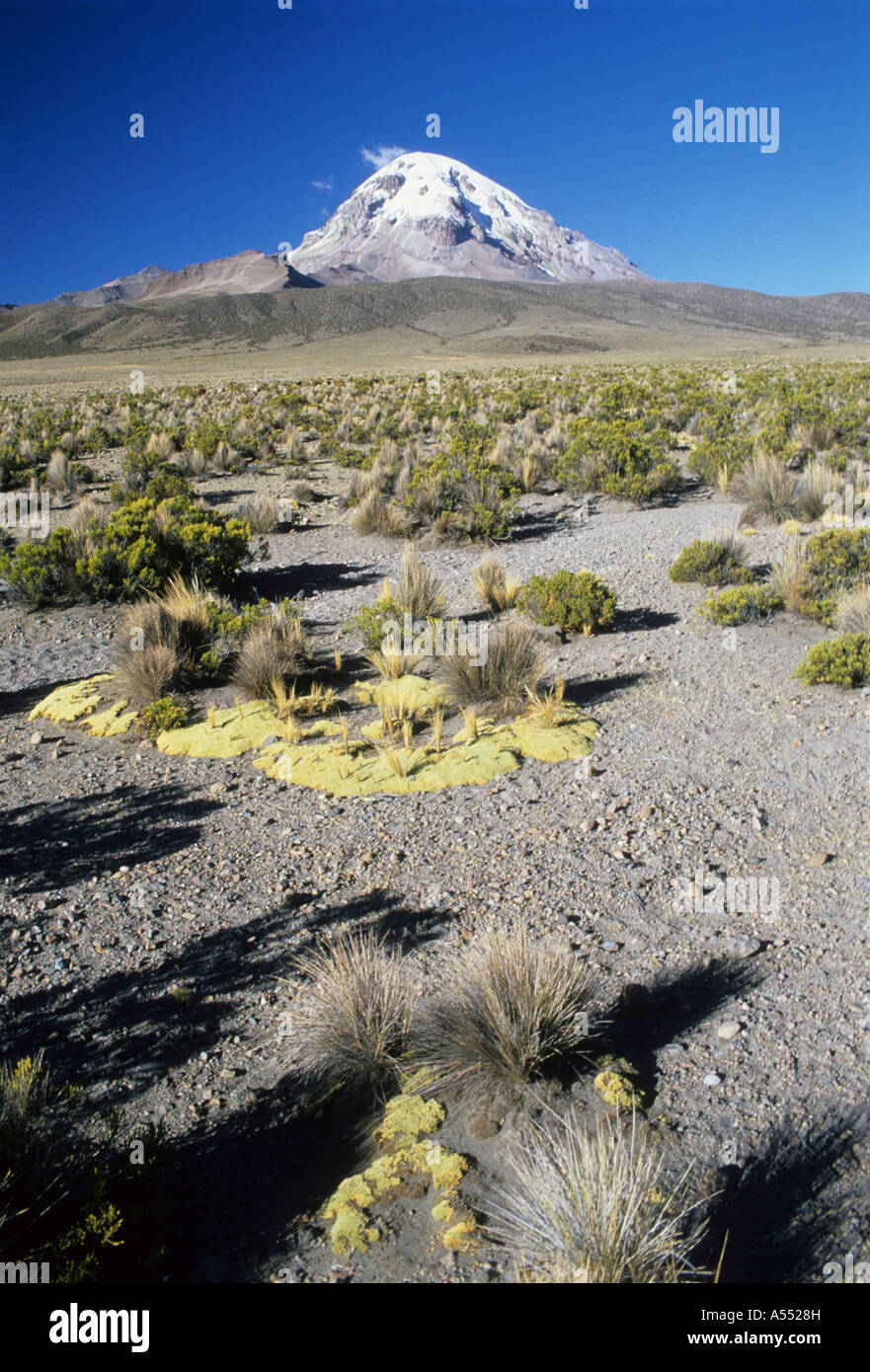 Sajama volcano and high altitude altiplano puna desert with tola bushes  (Parastrephia lepidophylla), Bolivia Stock Photo - Alamy