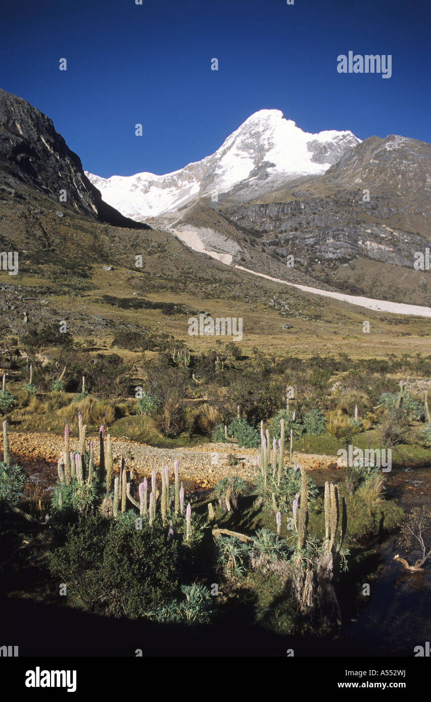 Mt Artesonraju and wild lupins, seen from Taullipampa on Llanganuco - Santa Cruz circuit, Cordillera Blanca, Peru Stock Photo
