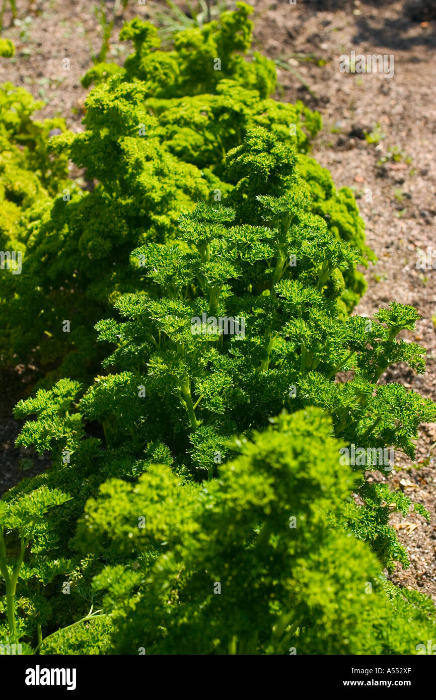 Parsley herb growing in soil Stock Photo Alamy