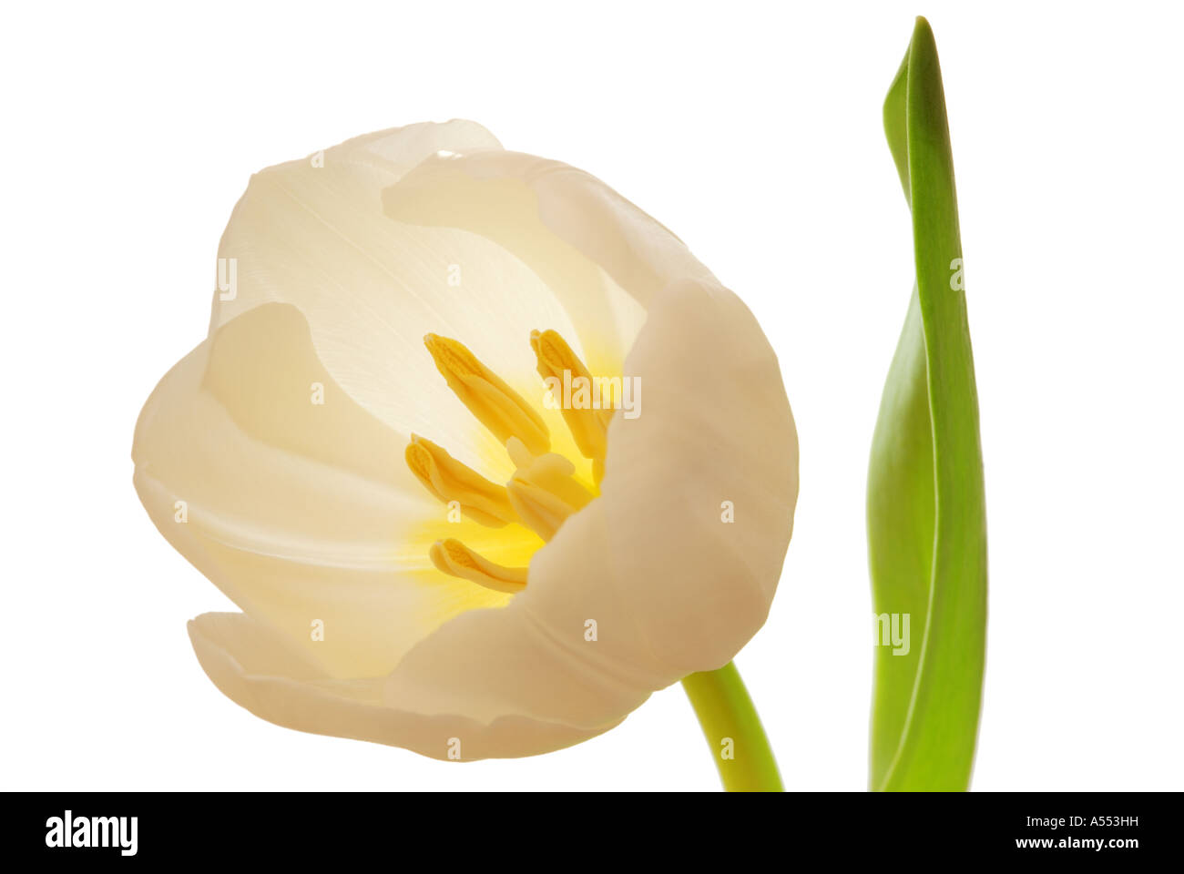 Close up of white tulip on white background Stock Photo - Alamy