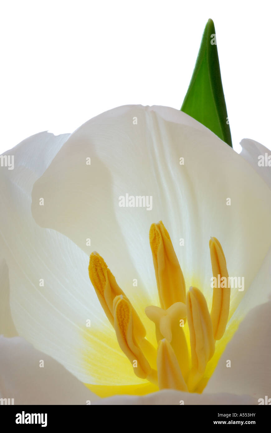 Close up of white tulip on white background Stock Photo - Alamy