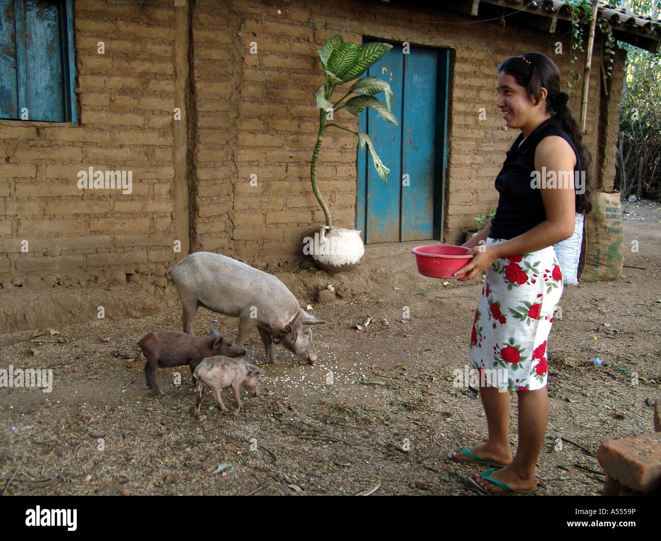 Painet ip2525 salvador woman feeding pigs san francsisco javier country developing nation less economically developed Stock Photo