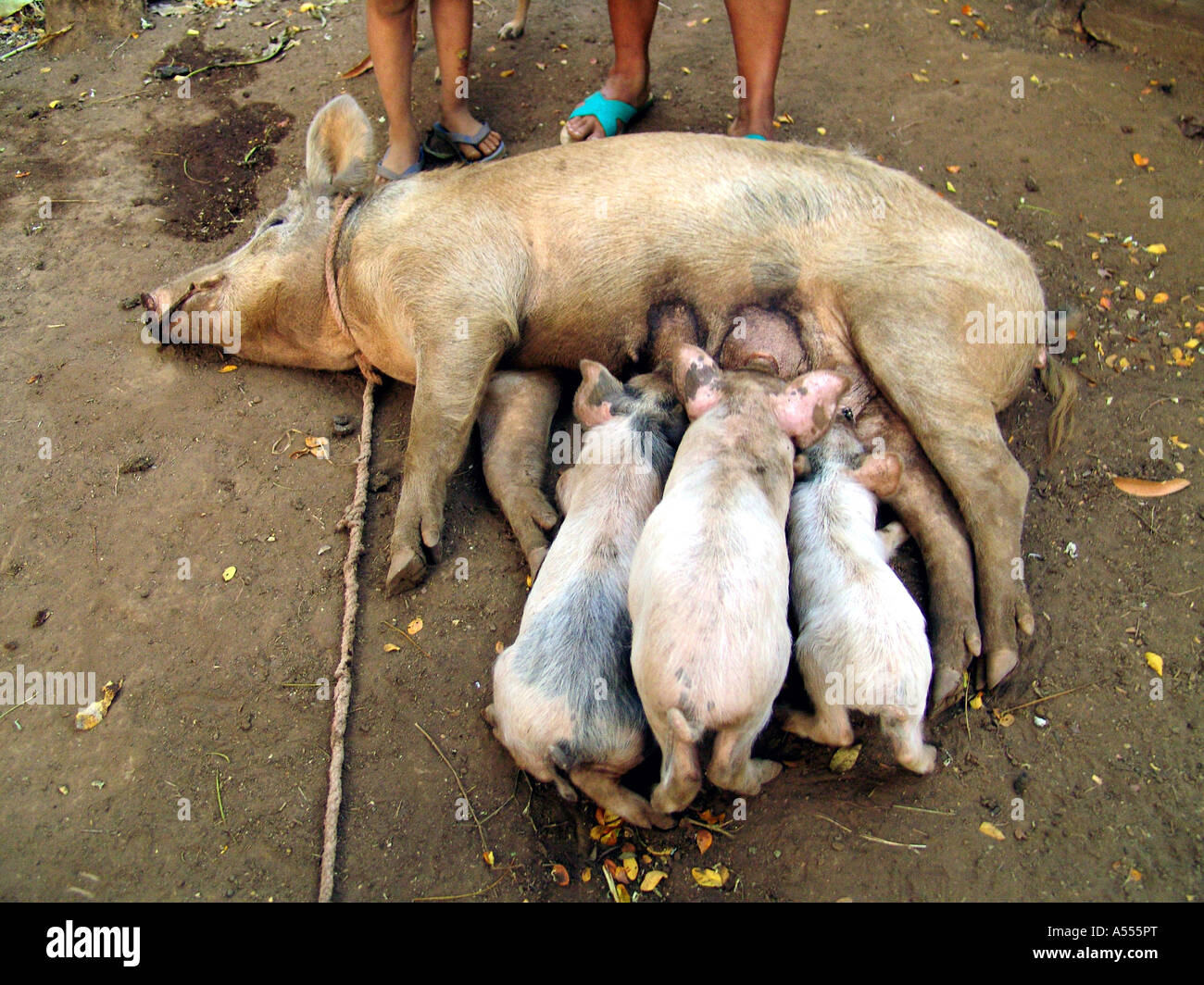Painet ip2549 salvador piglets feeding mother pig san francsisco javier country developing nation less economically Stock Photo