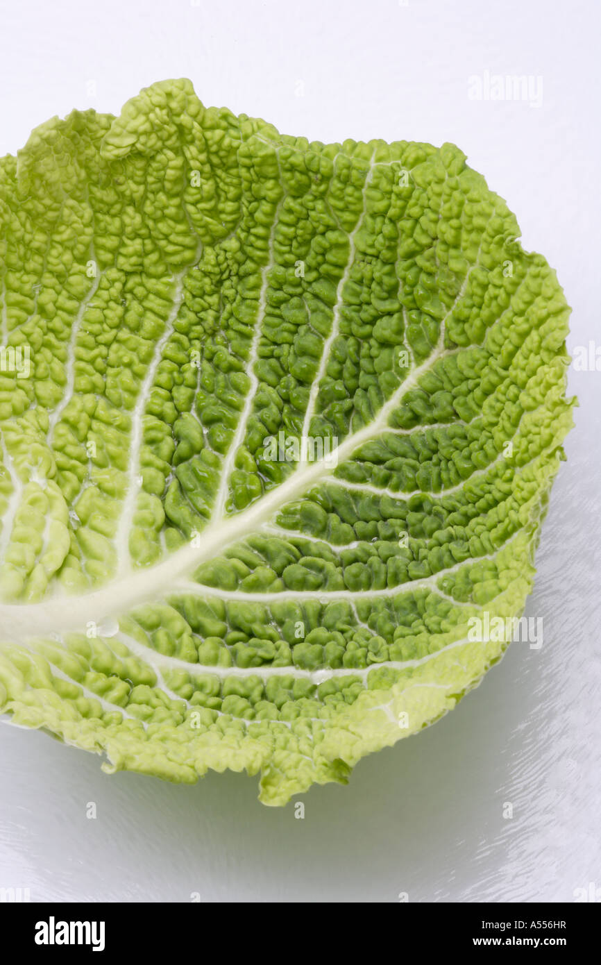 Savoy Cabbage Leaf Stock Photo Alamy