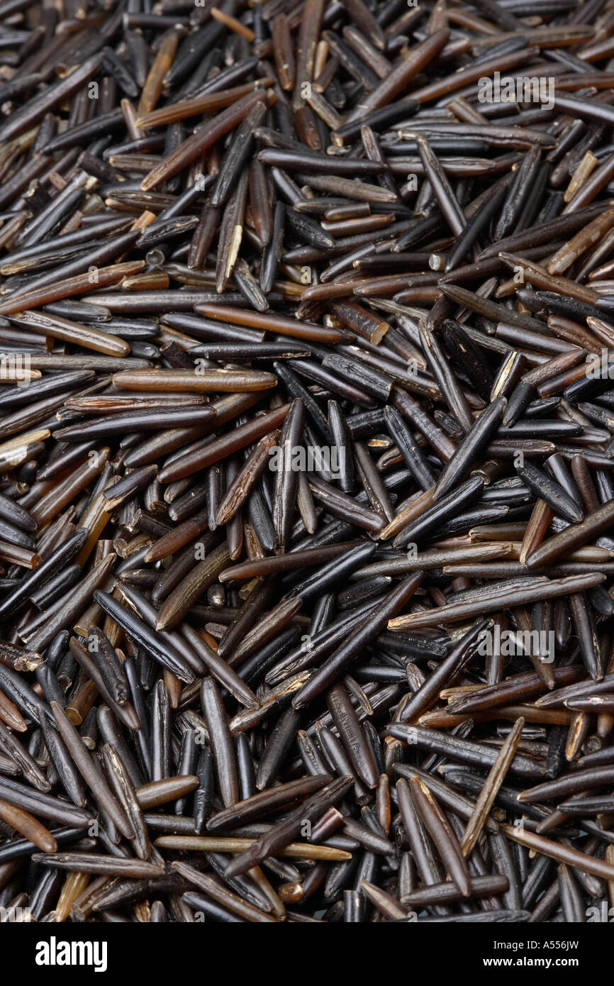 Canadian Wild Rice Stock Photo Alamy