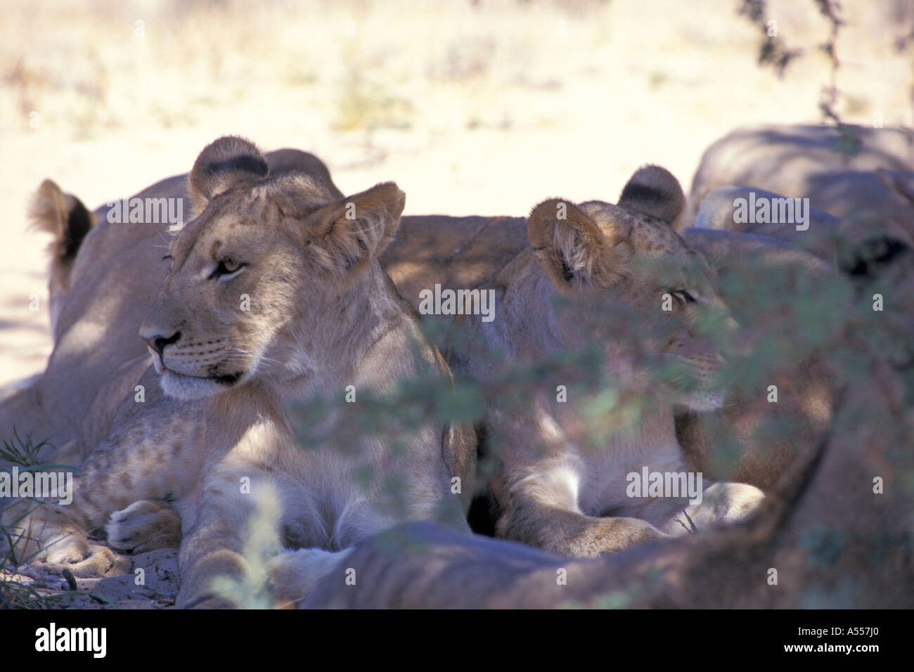 Lions south africa hi-res stock photography and images - Alamy