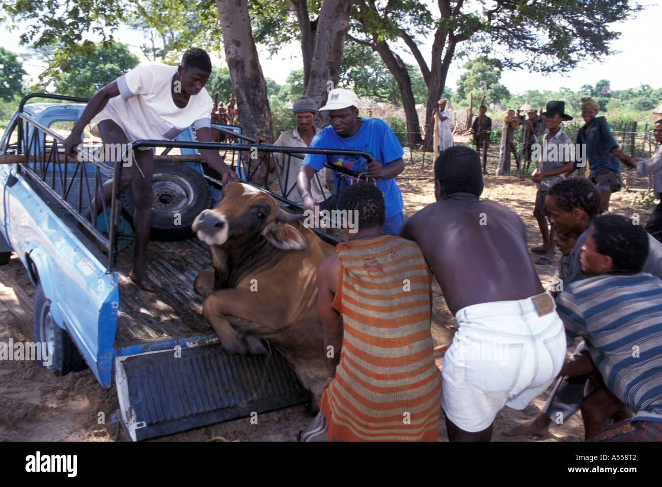 Unloading of a bullock at cattle transport Namibia Stock Photo