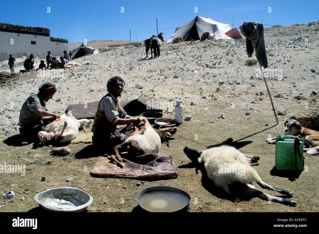 Nomads slaughtering sheep Tibet Stock Photo