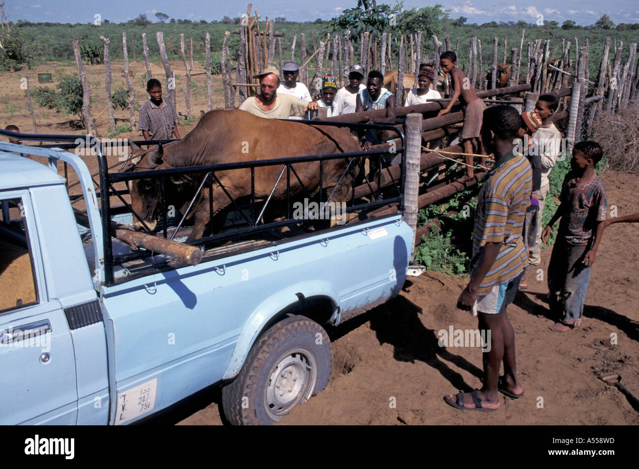 Loading of a pickup with bullock cattle transport Namibia Stock Photo