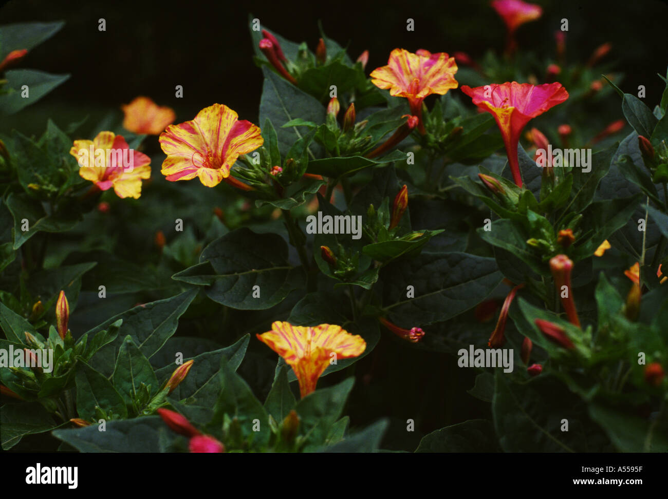 Four o clocks Stock Photo Alamy