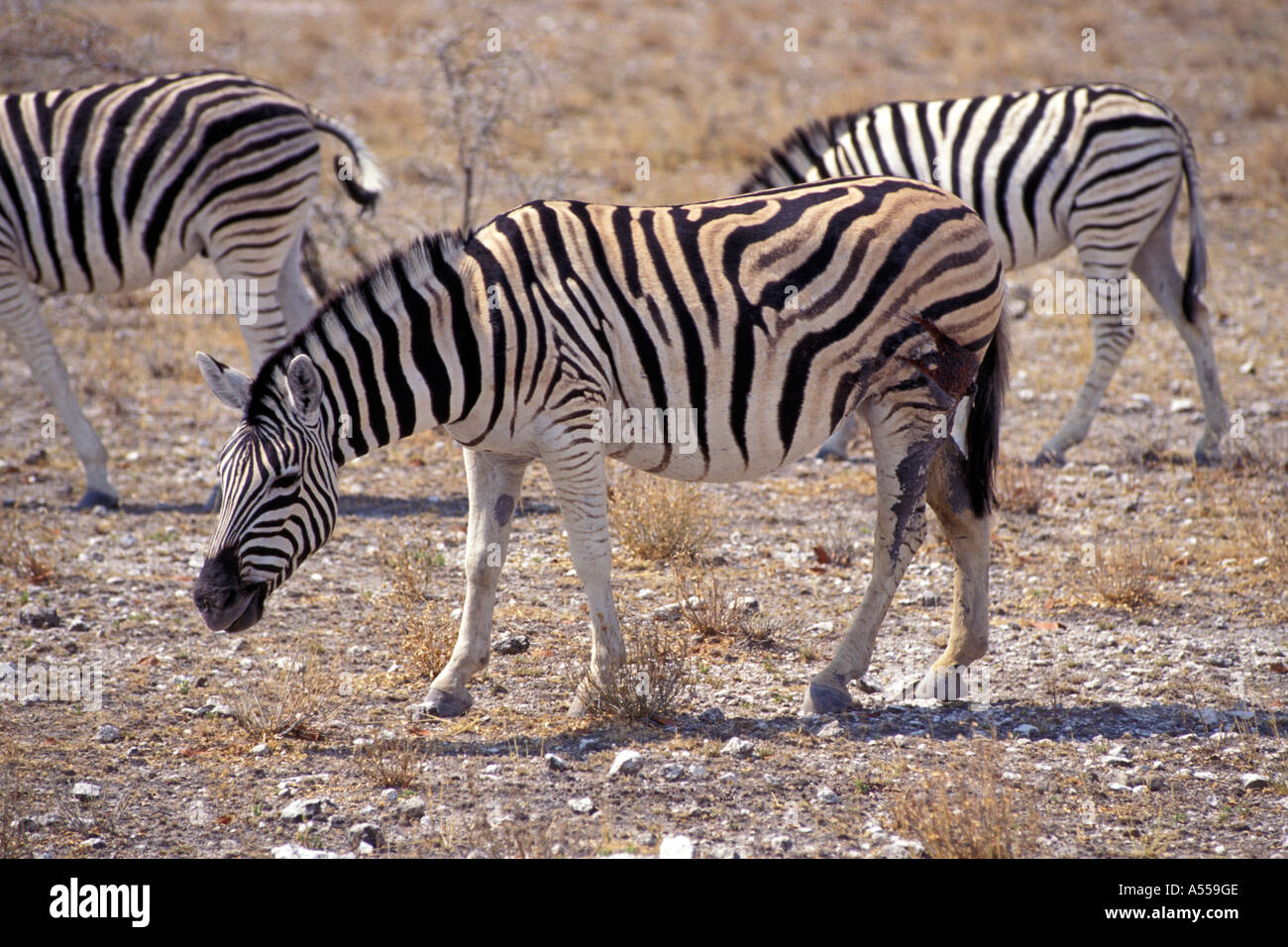 Zebra Injuries Injured zebra hi-res stock photography and images - Alamy
