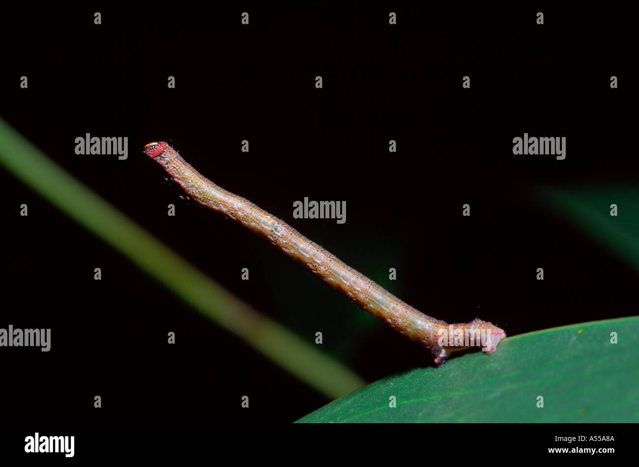 Looper caterpillar pretending to be a twig Stock Photo Alamy
