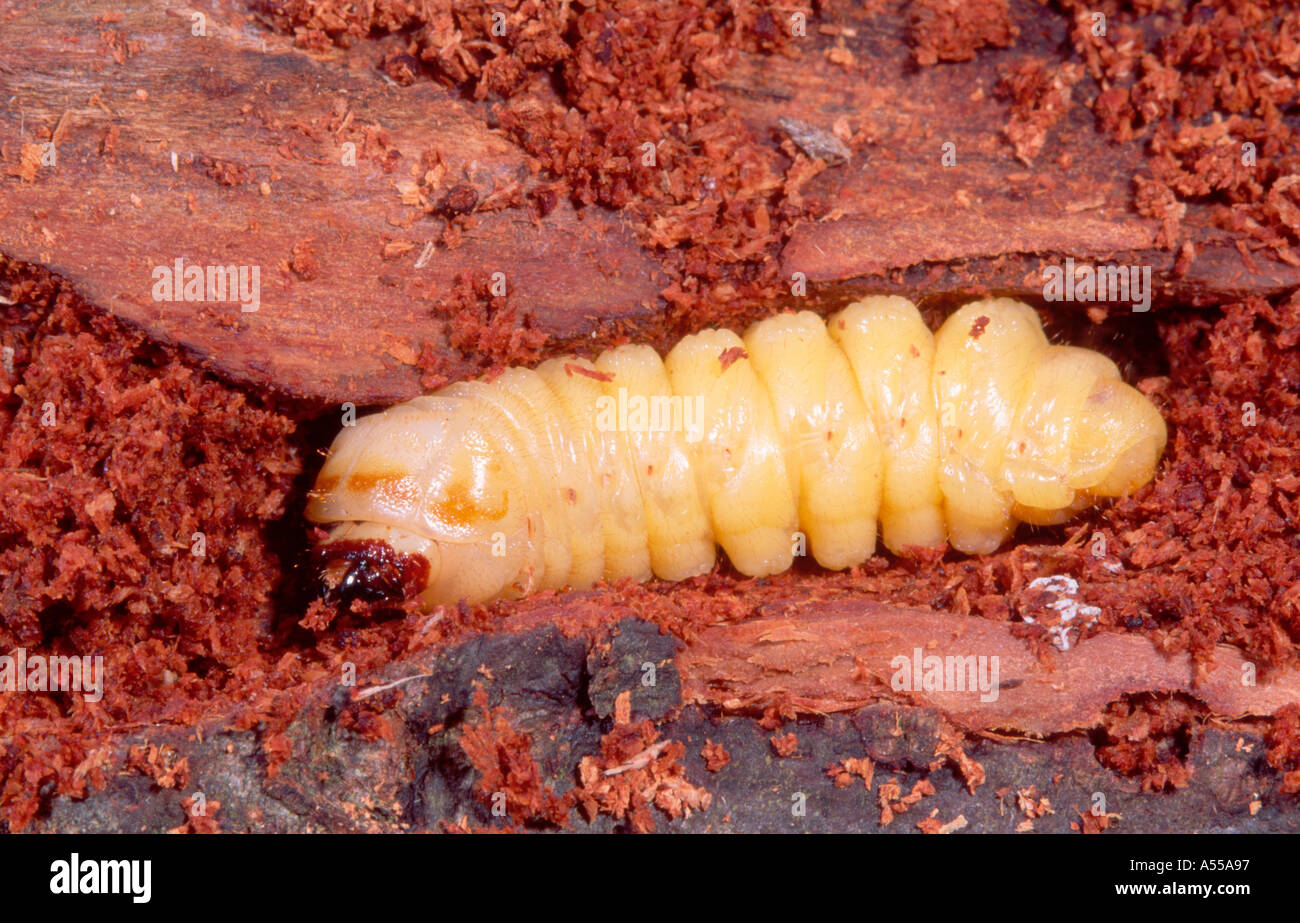 Wood boring beetle grub Stock Photo