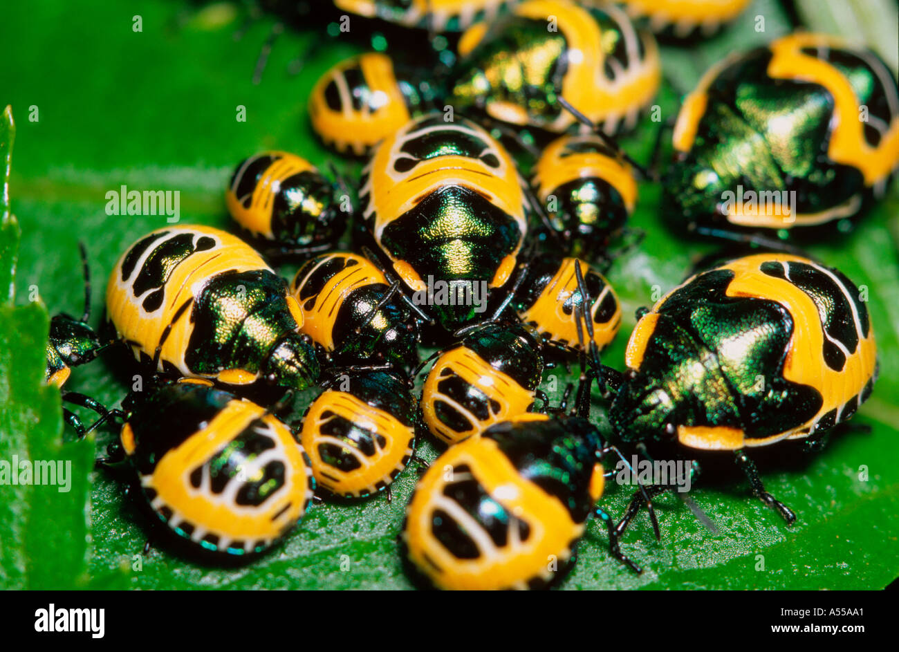 Jewel bug nymphs on Australian native elderberry Stock Photo