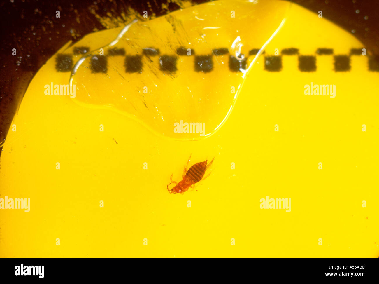 Thrips caught in a yellow sticky trap Stock Photo