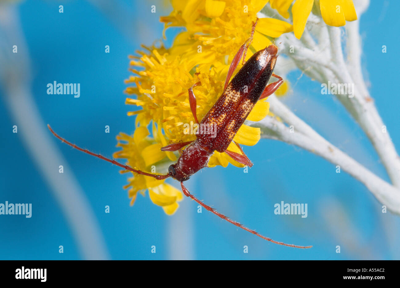 Australian long horned (longicorn) beetle on yellow flower Stock Photo