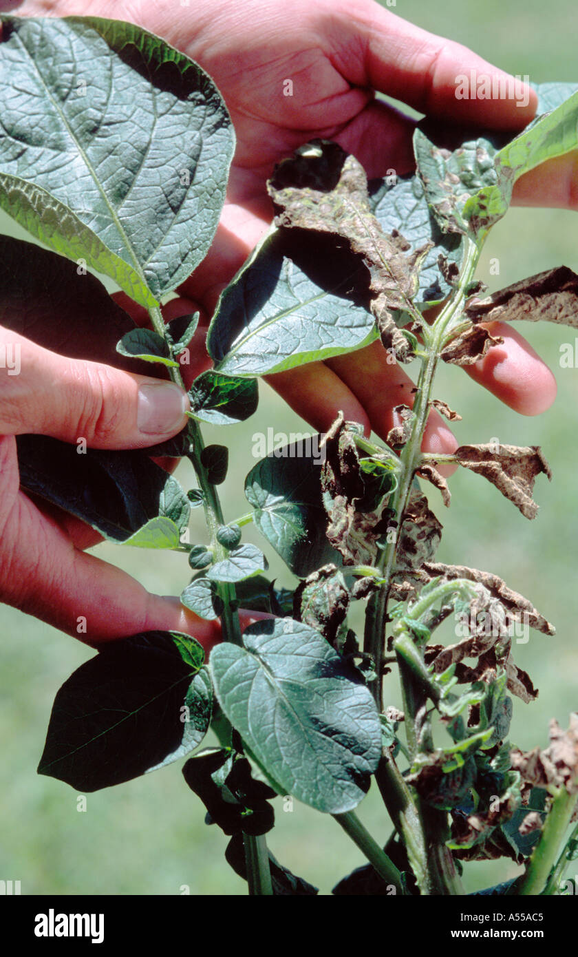 Tomato spotted wilt virus symptoms on potato leaves compared to healthy leaves Stock Photo