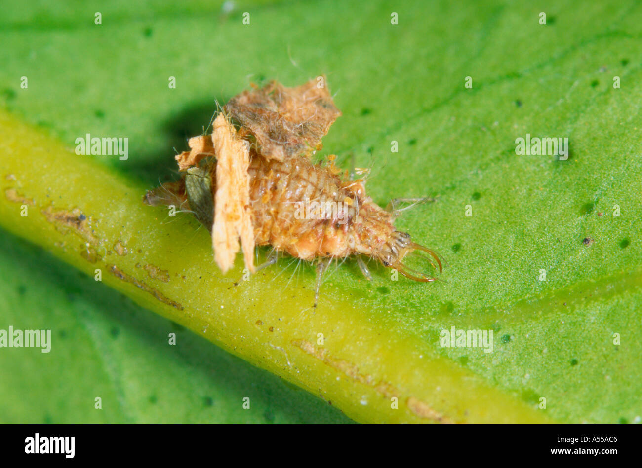 Lacewing larva with disguising debris on its back Stock Photo