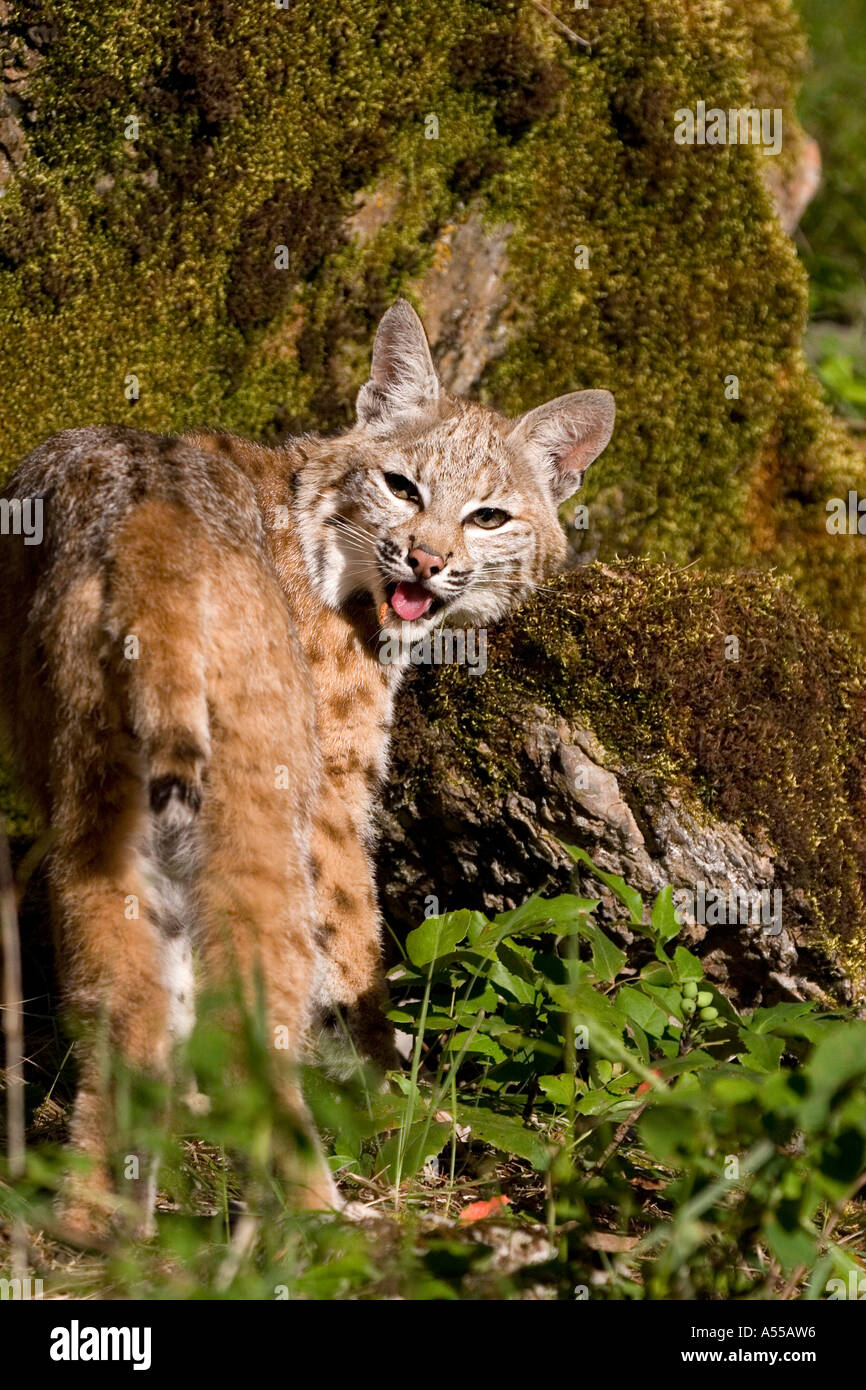 bobcat growl bobcat growl