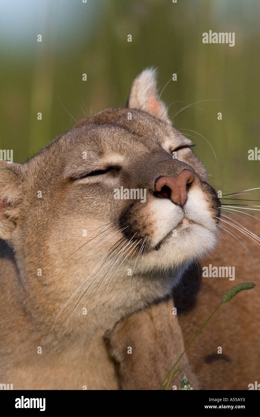 Puma (felis concolor) scratching its head Stock Photo - Alamy