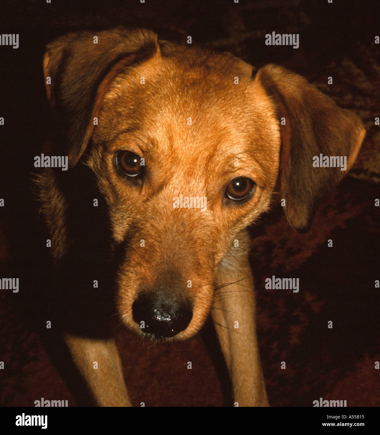 Small crossbreed dog Stock Photo