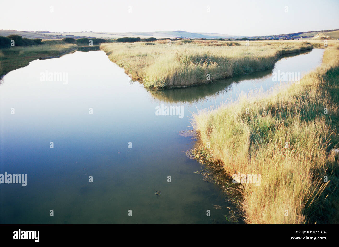 Marshland Stock Photo
