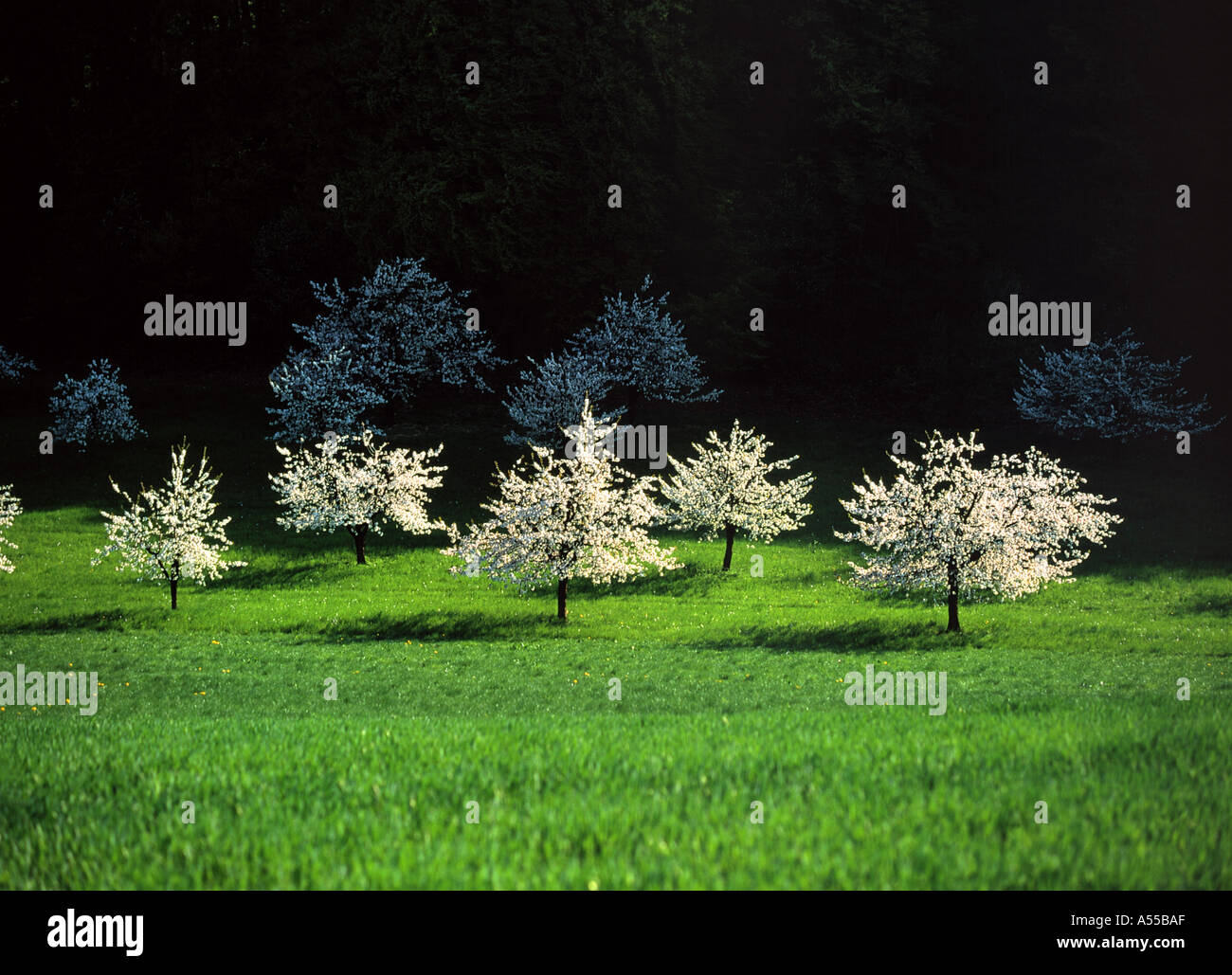 cherry blossom trees near the village of maisprach canton of basle  switzerland Stock Photo - Alamy