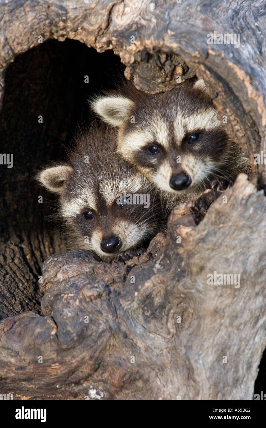 Two young racoons looking out of a trunk Stock Photo Alamy