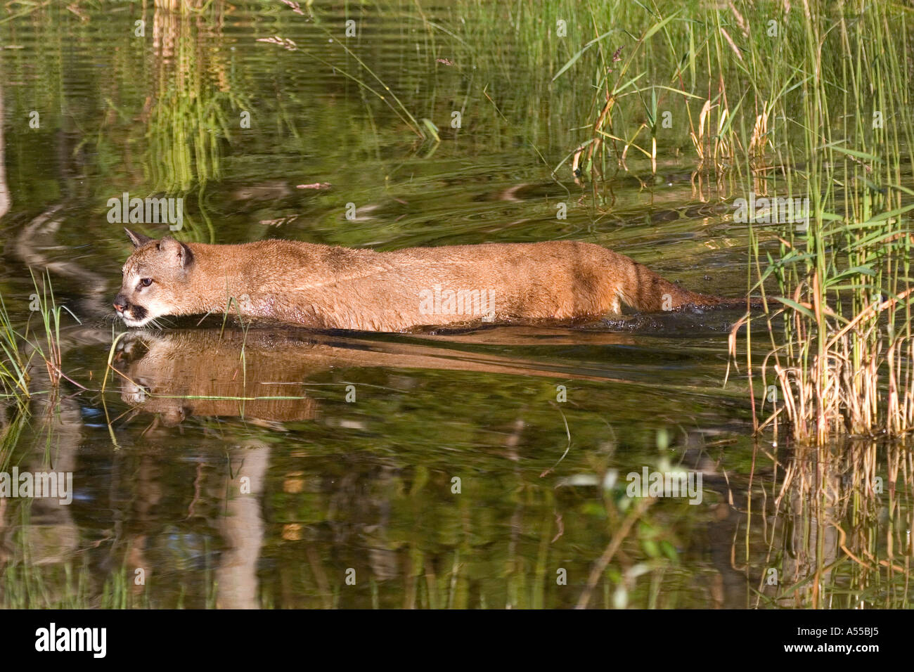 Swimming puma felis concolor hi res stock photography and images