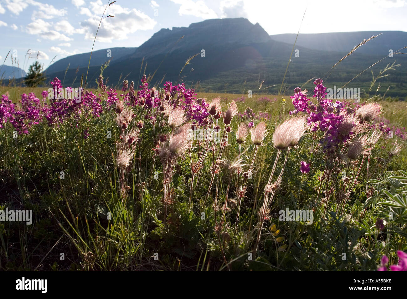 Spring flowers in backlight in Glacier National Park USA Stock Photo