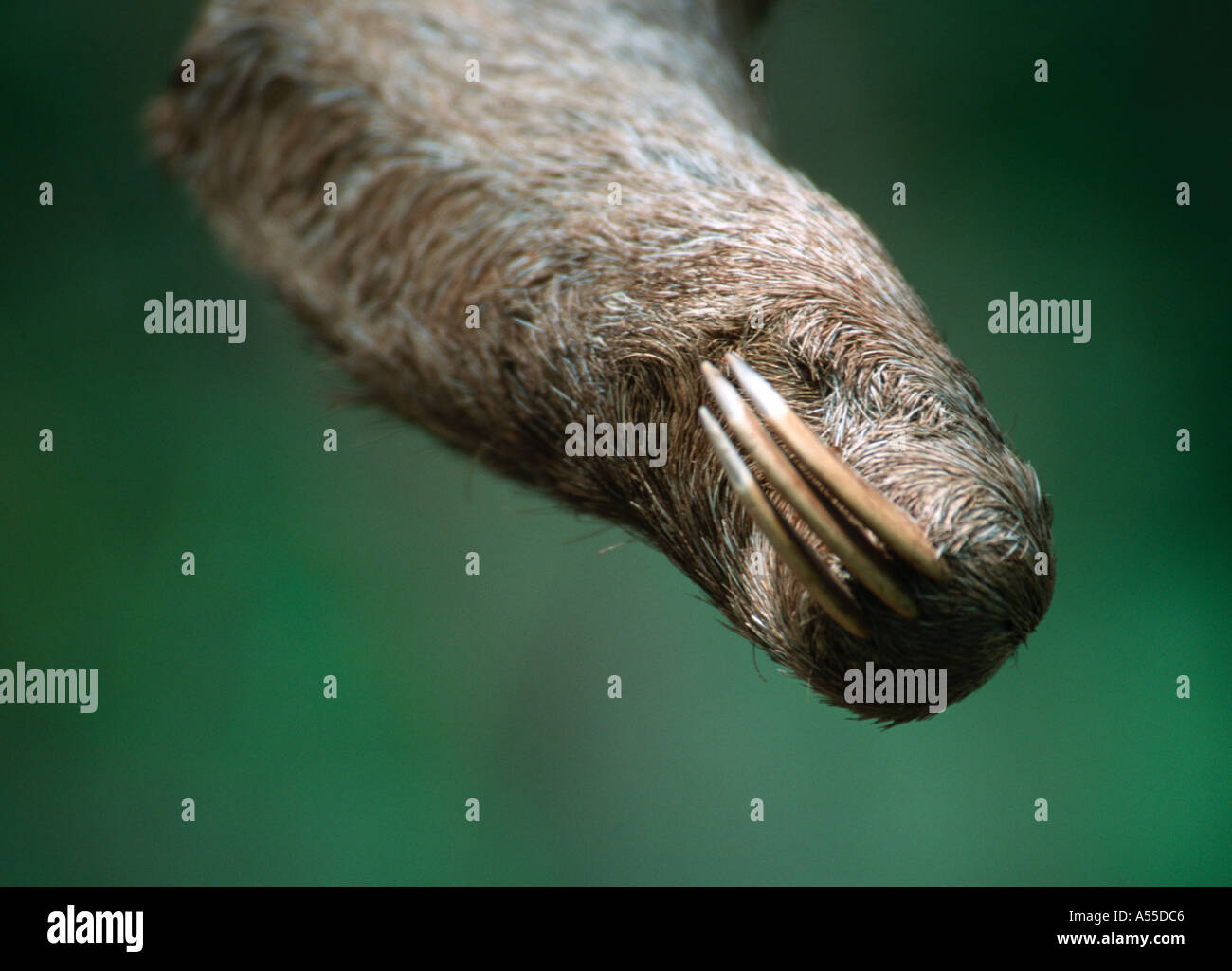 Brown throated three toed sloth Bradypus variegatus Iquitos Peru Stock Photo