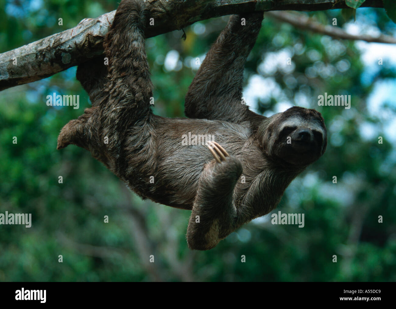 Brown throated three toed sloth (Bradypus variegatus), Iquitos, Peru Stock Photo