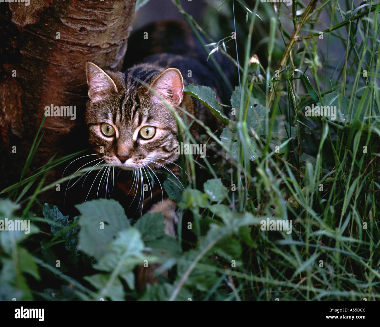 Domestic Tabby cat prowling in undergrowth. Stock Photo