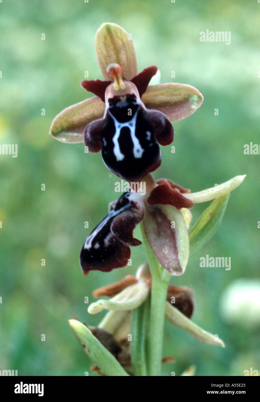 Ophrys Cretica Kotschyi endemic orchid on Crete Stock Photo