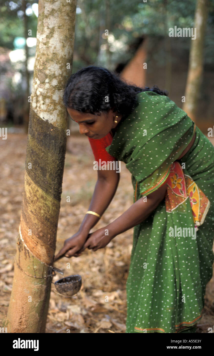 ik0373 india rubber farmer harvesting latex nagercoil tamil nadu