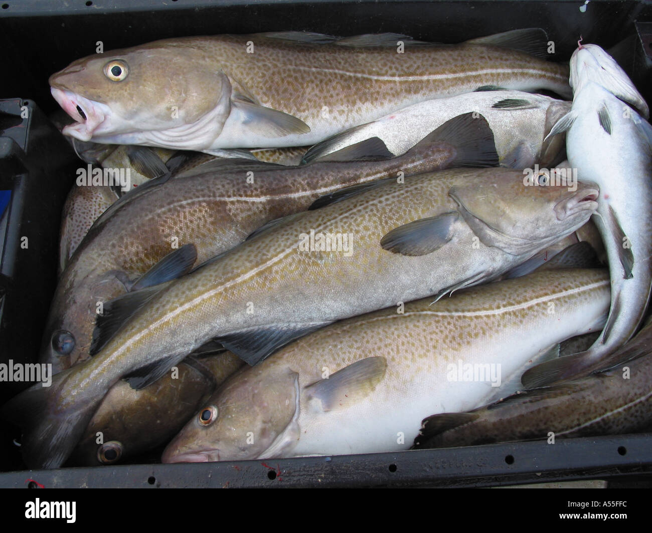 Freshly caught north sea cod laying in fish box, fished  in British Waters Stock Photo