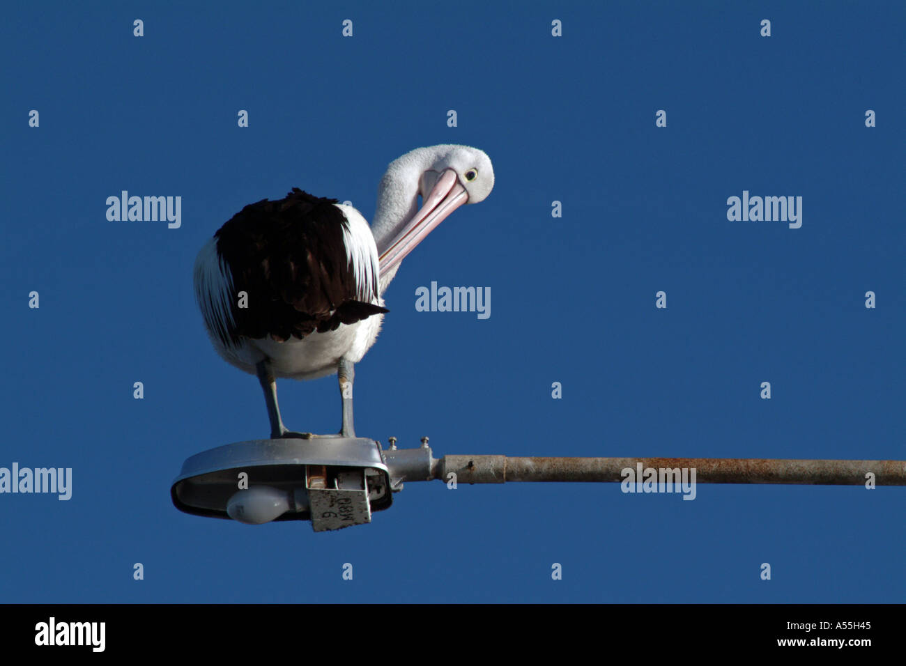 Pelican pruning Stock Photo