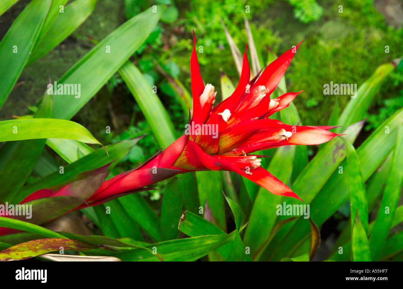 The bromeliad Guzmania species in the Singapore Botanical Gardens Stock Photo