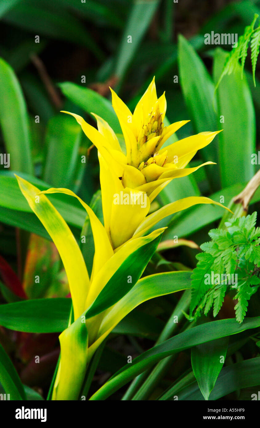 The bromeliad Guzmania Yellow Marjan in the Singapore Botanical Gardens Stock Photo