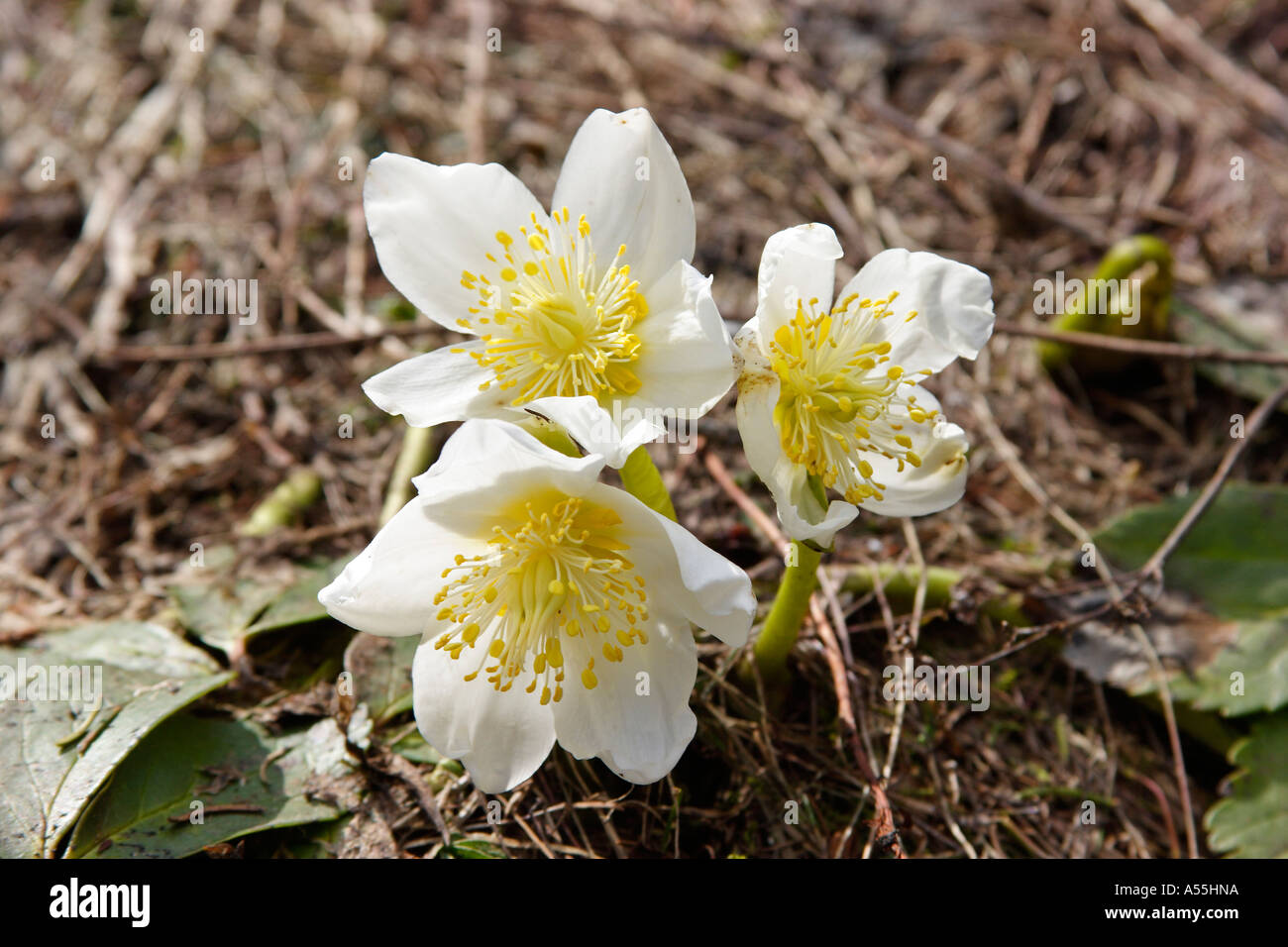 Spring flower Helleborus niger on mountain Rax Lower Austria Austria Stock Photo